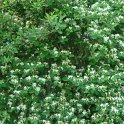 Lonicera x muscariensis P1C
